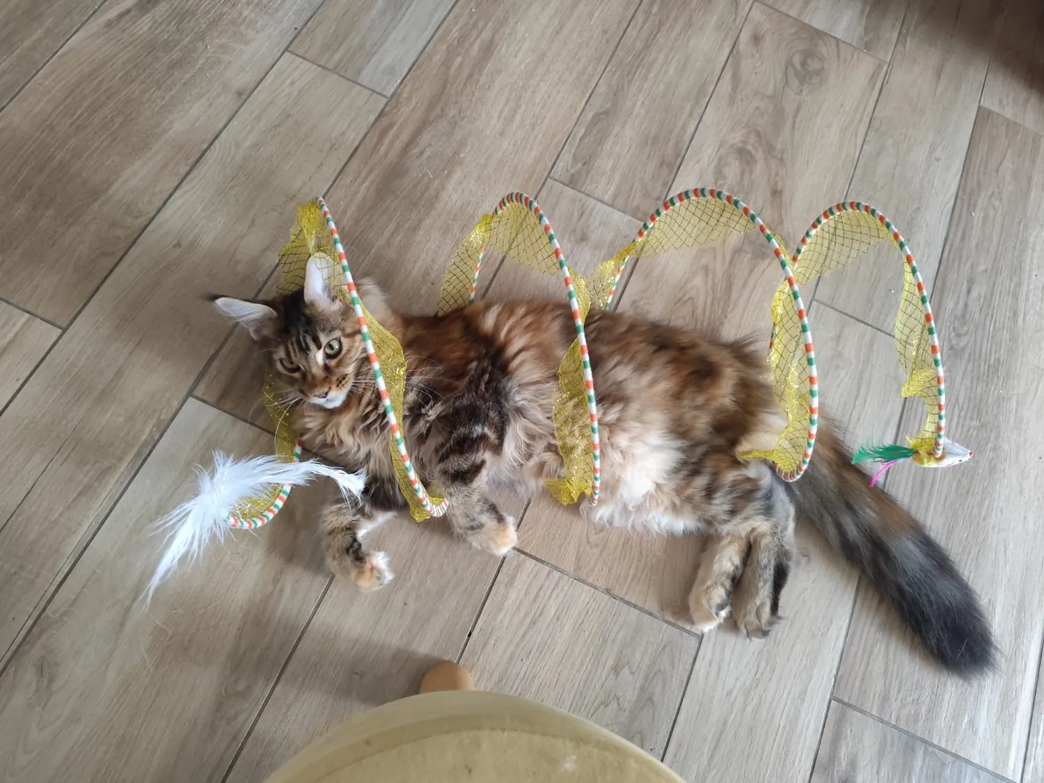 Abby Maine Coon, photo 1