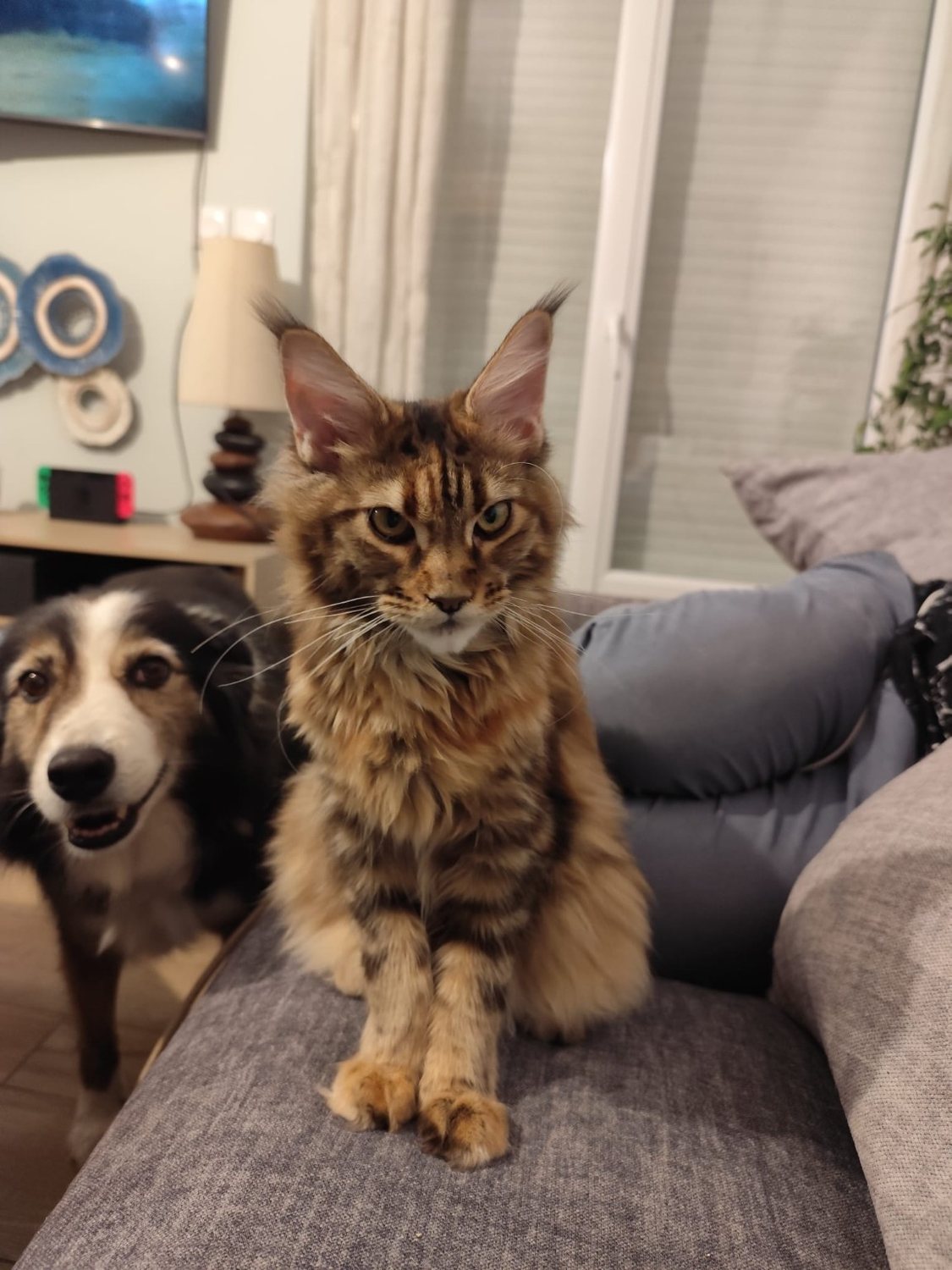 Abby, femelle Maine Coon adulte