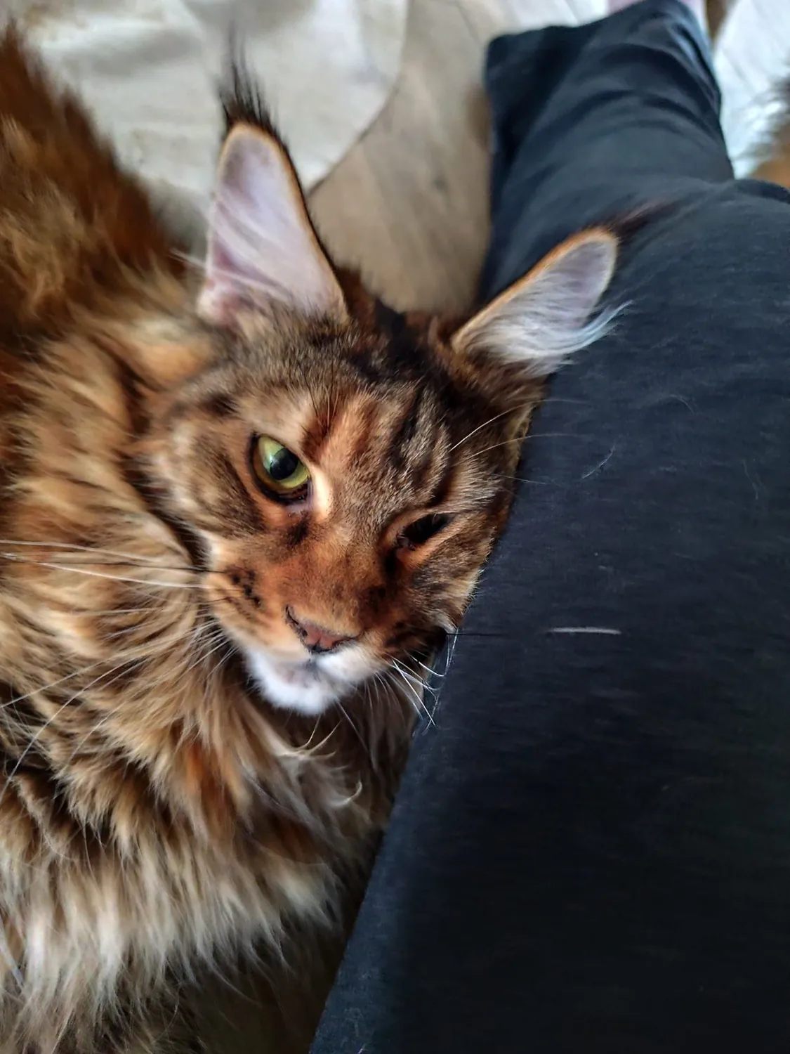 Abby Maine Coon, photo 3