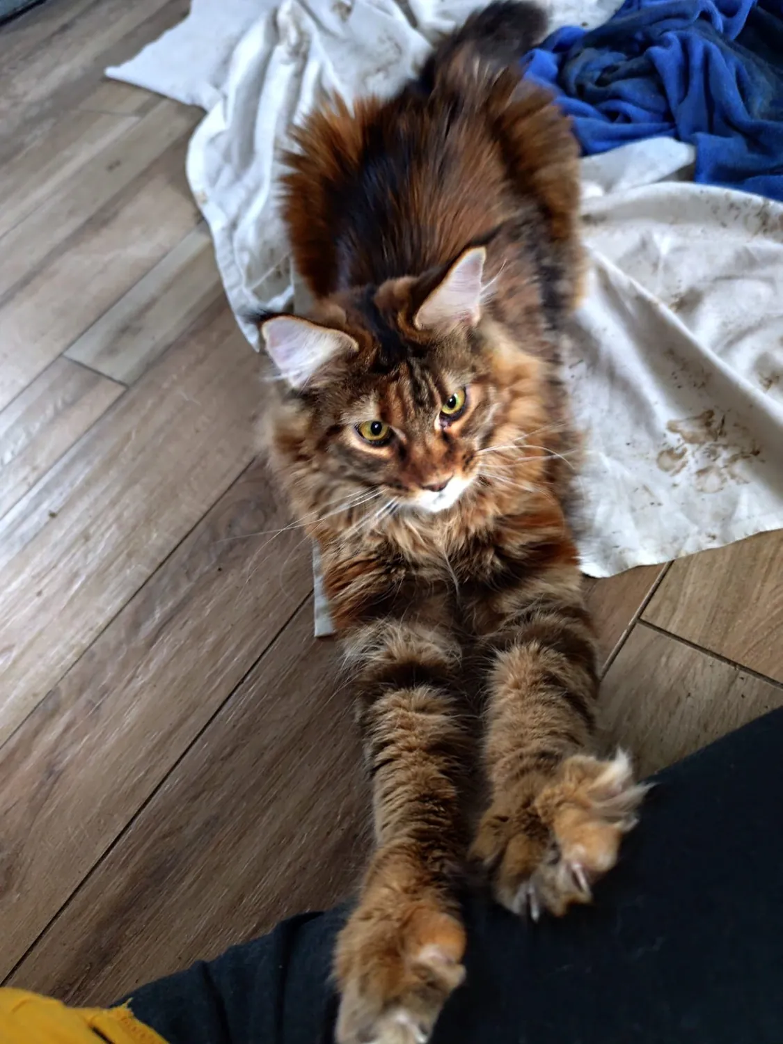 Abby Maine Coon, photo 4