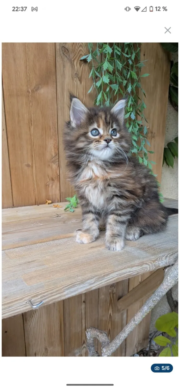Abby Maine Coon, photo 5