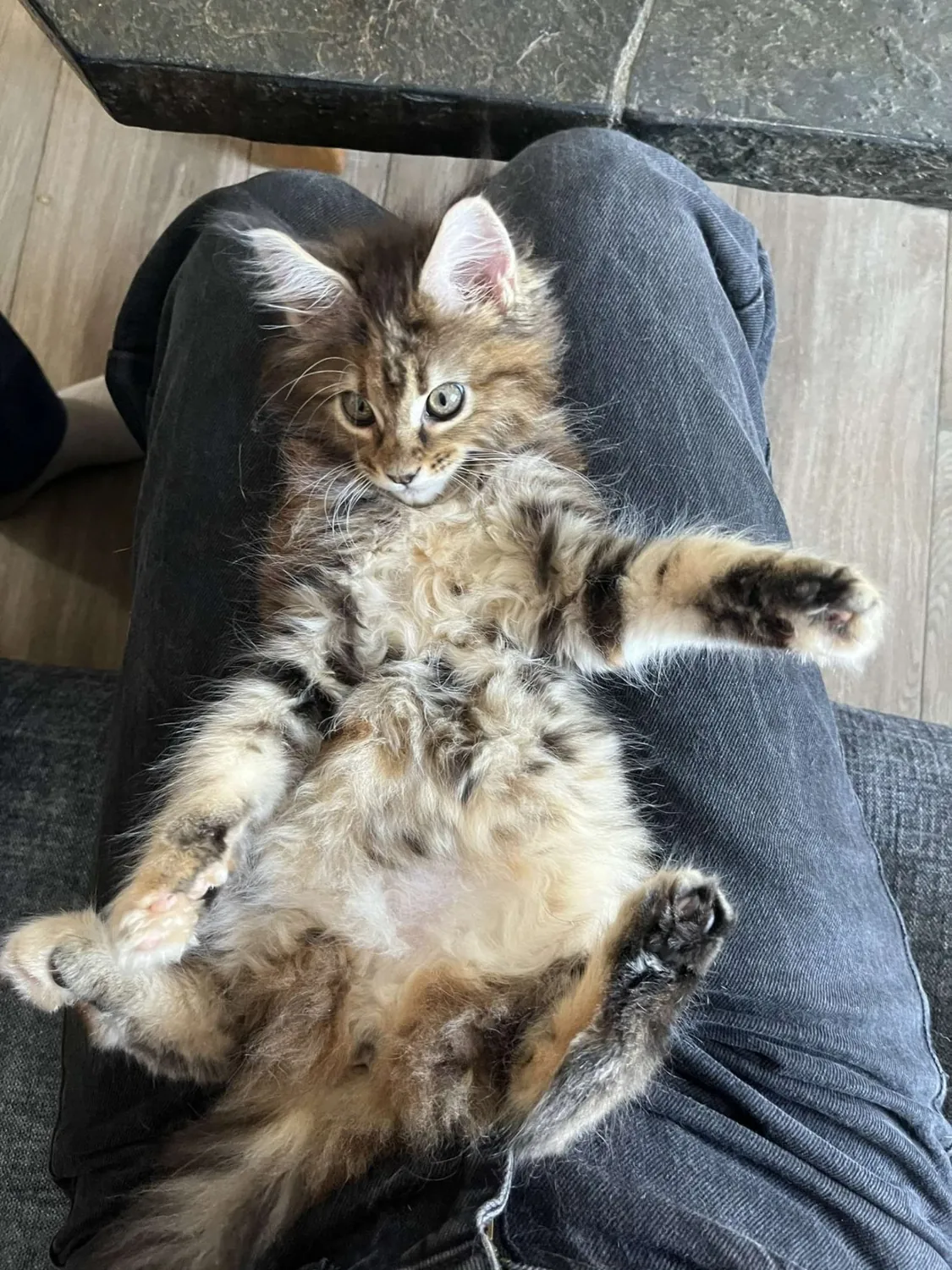 Abby Maine Coon, photo 6