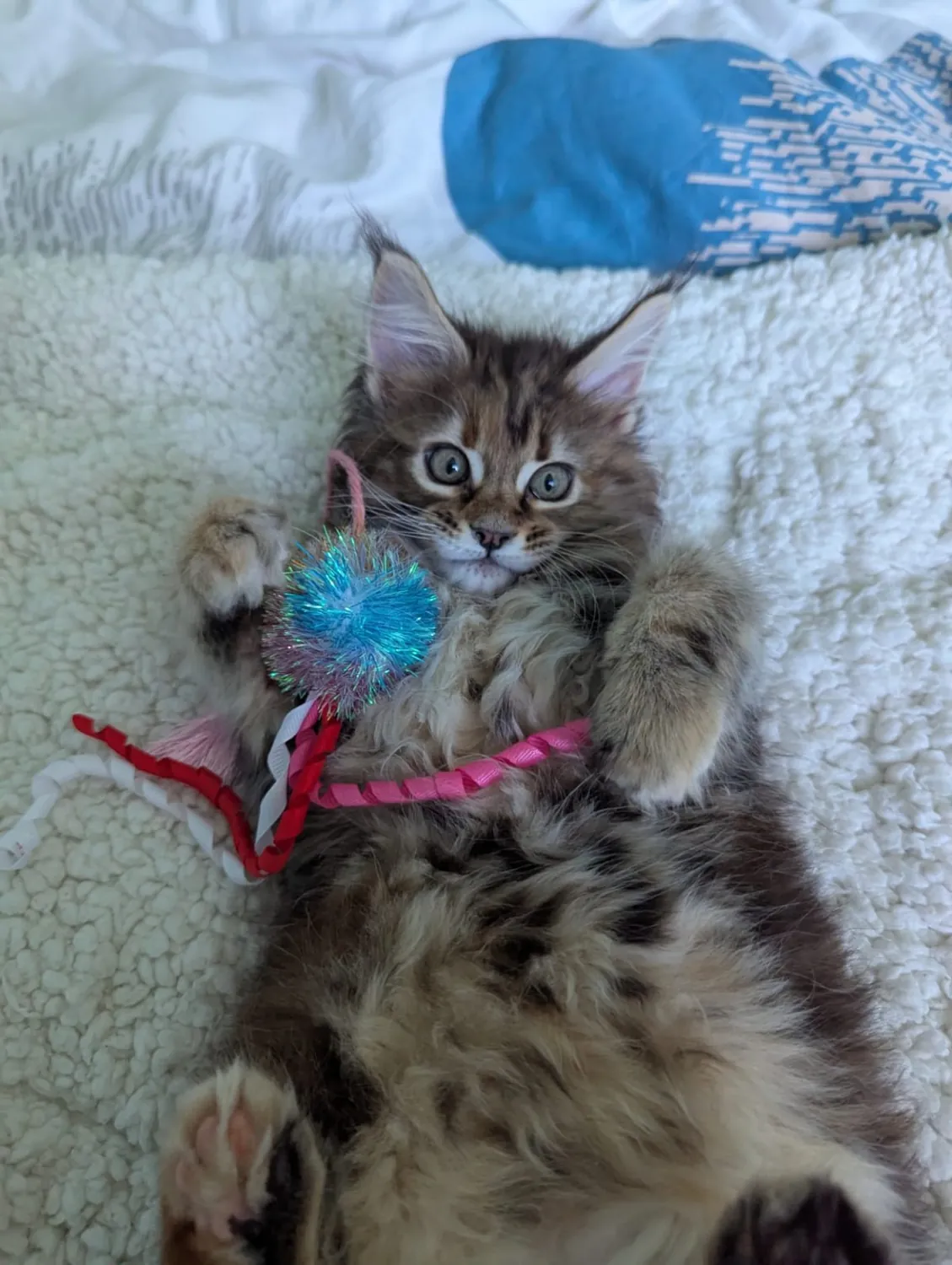 Abby Maine Coon, photo 7
