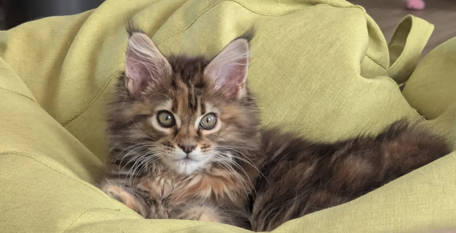 Abby Maine Coon, photo 8