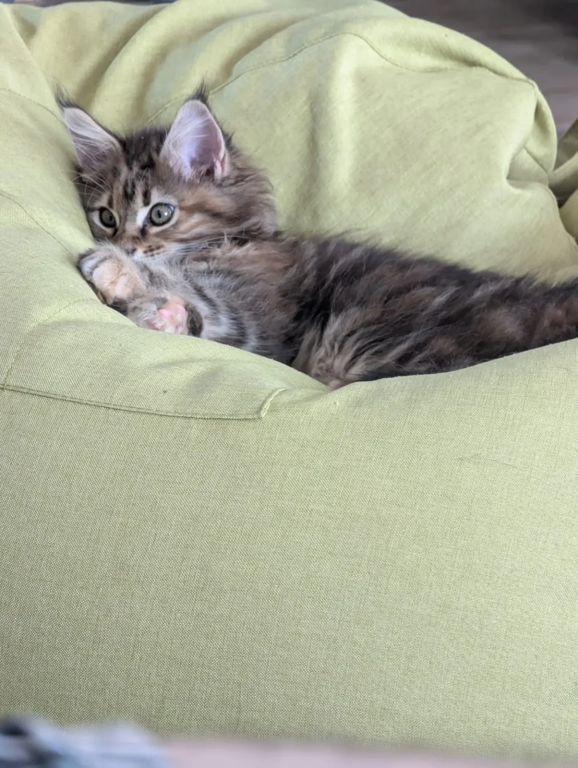 Abby Maine Coon, photo 9