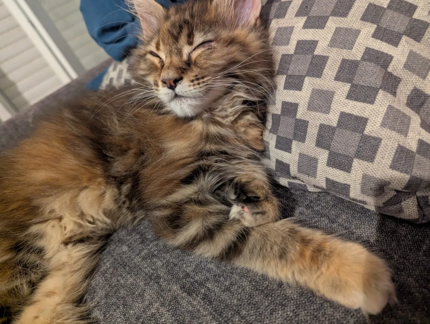 Abby Maine Coon, photo 10