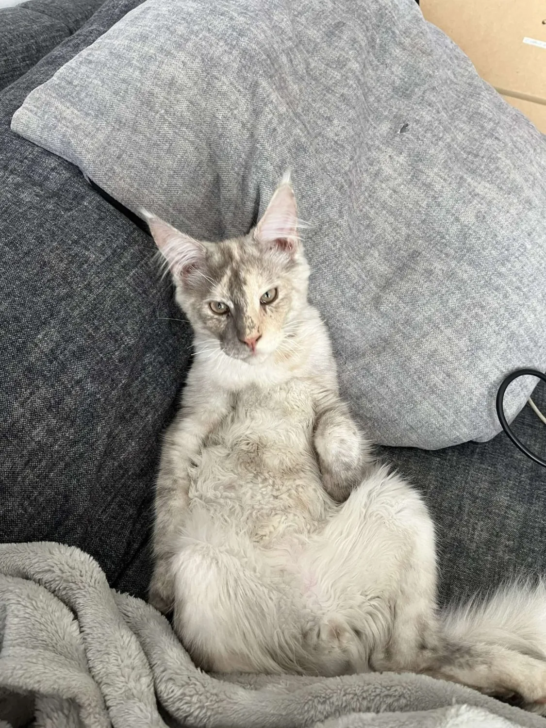Zazou Maine Coon, photo 1