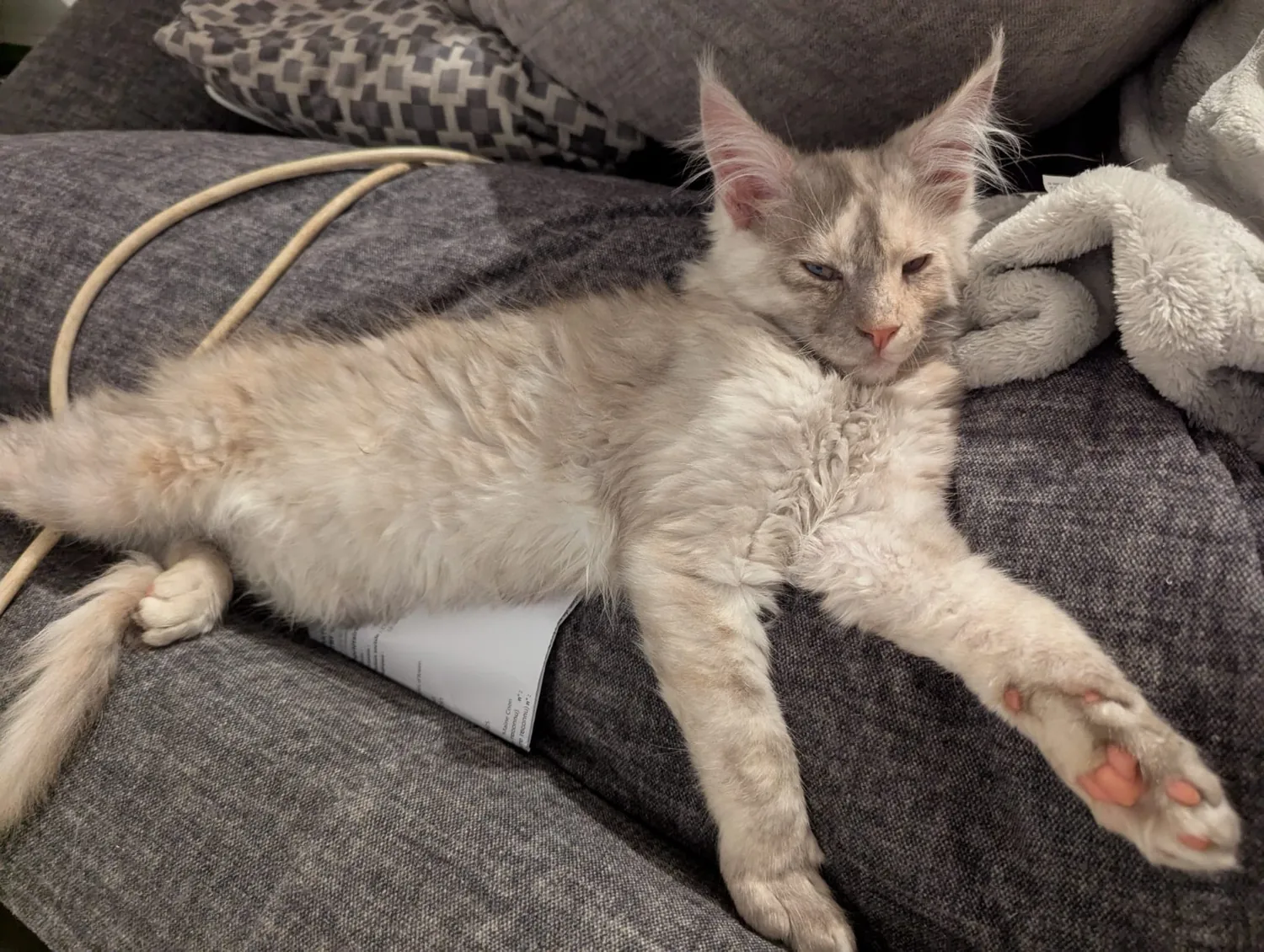 Zazou Maine Coon, photo 2