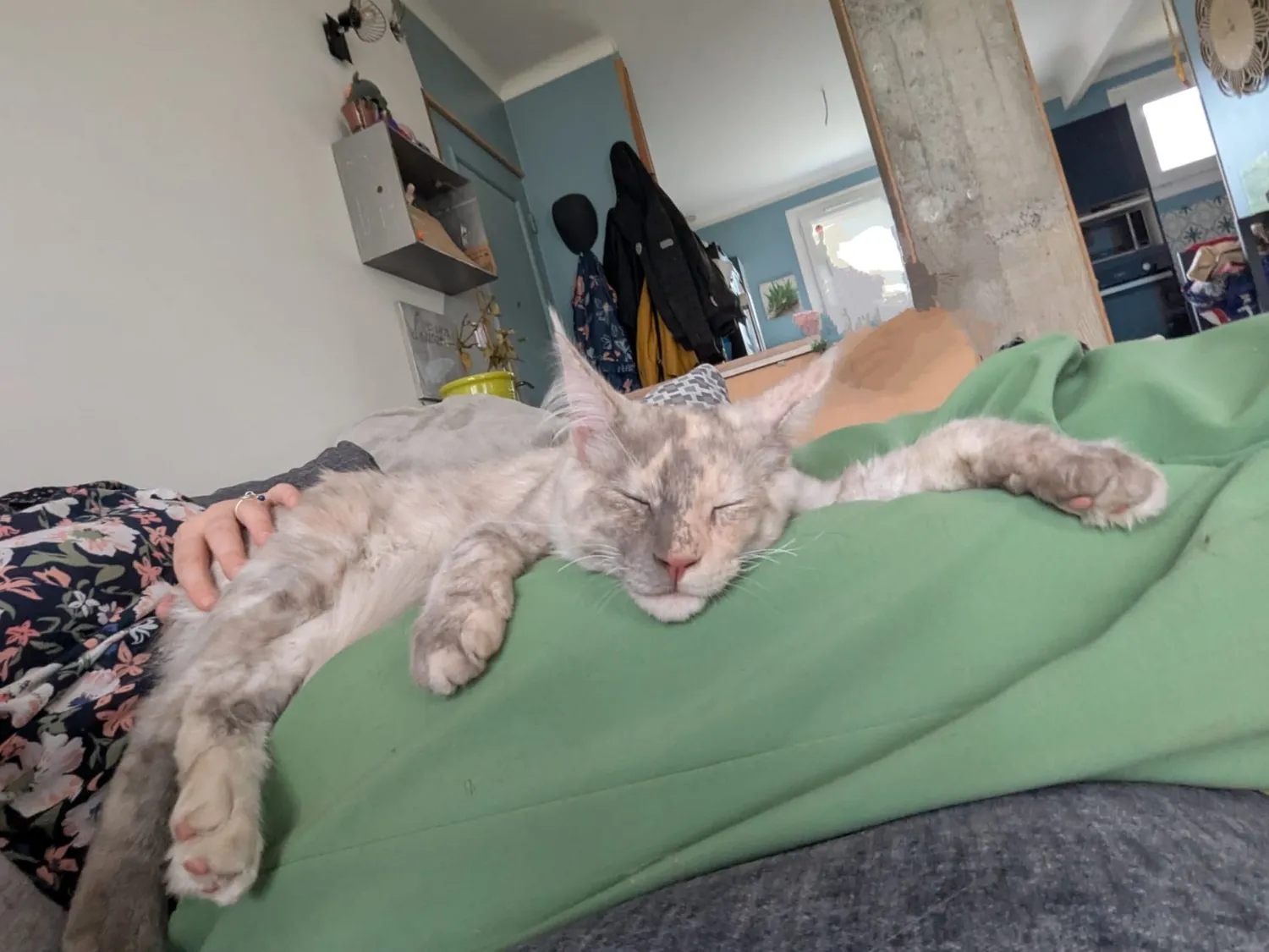 Zazou Maine Coon, photo 3