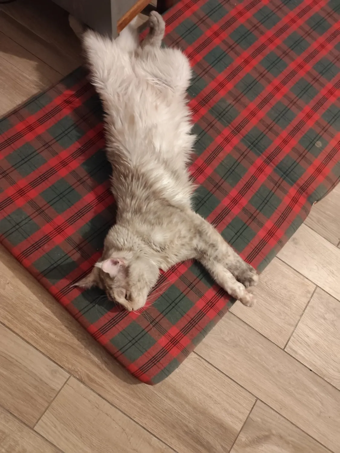 Zazou Maine Coon, photo 5