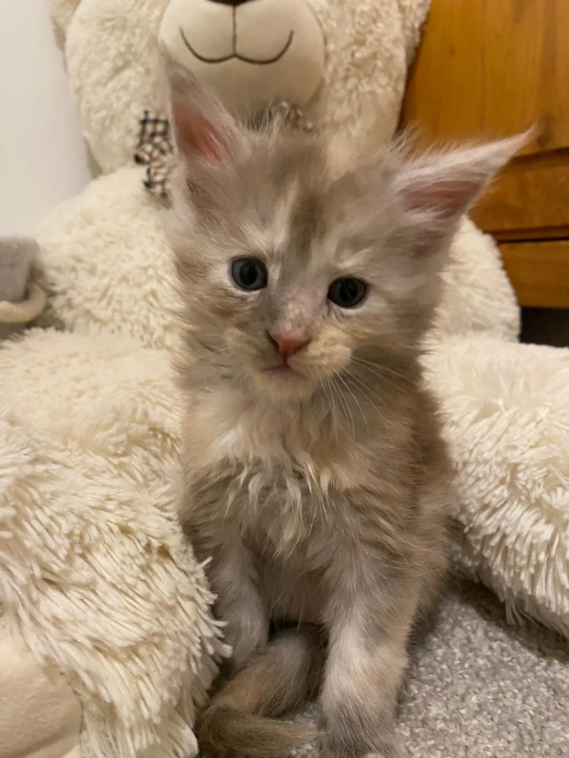 Zazou Maine Coon, photo 6