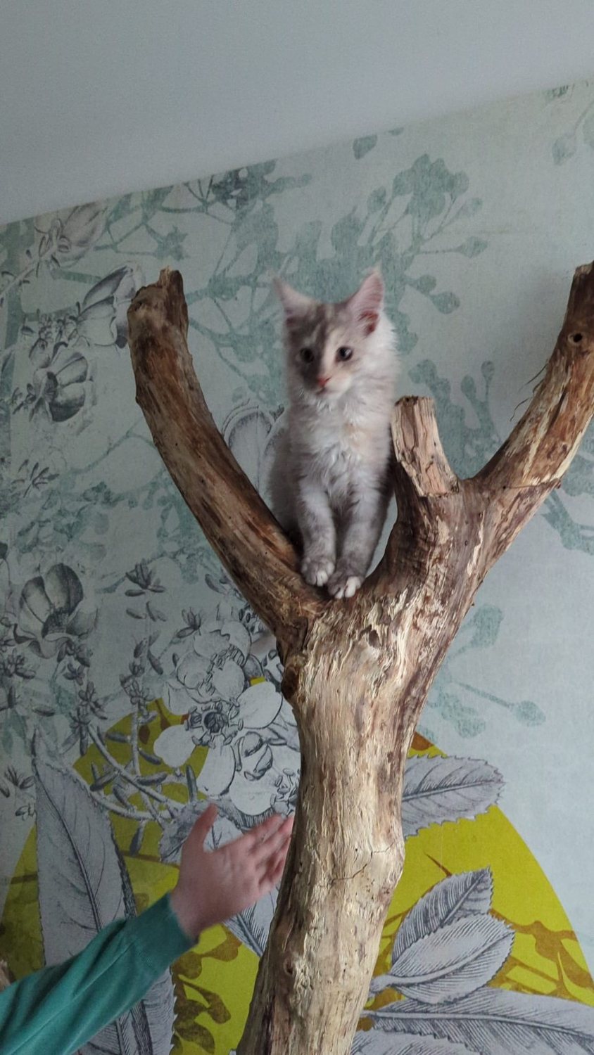 Zazou jeune Maine Coon dans un environnement intérieur enrichi
