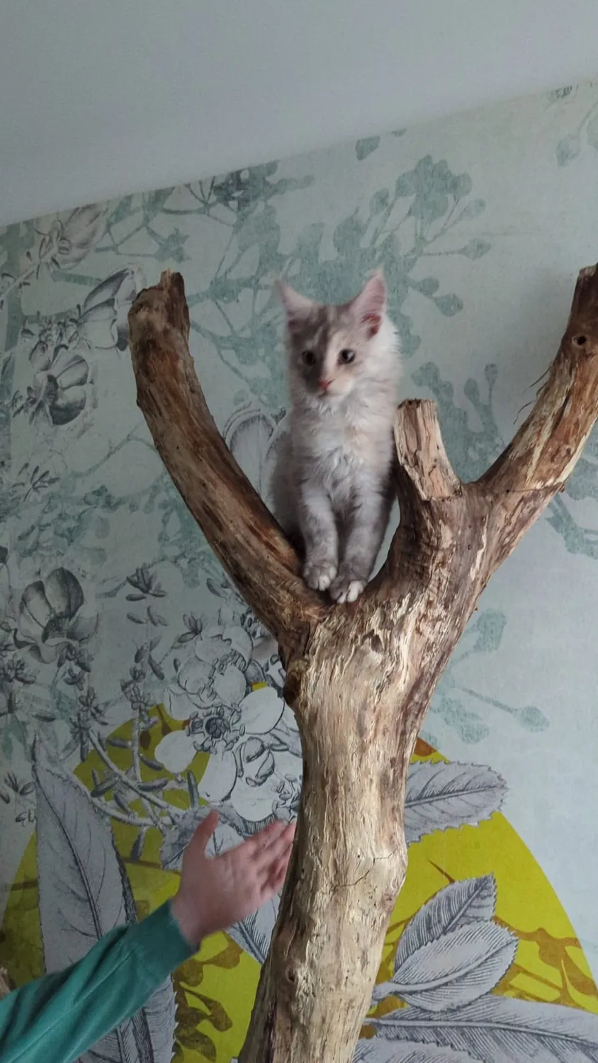 Zazou Maine Coon, photo 7