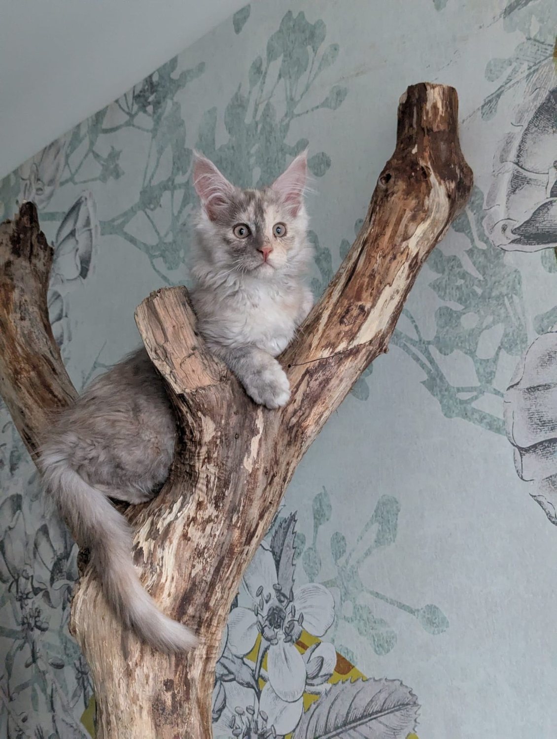 Zazou jeune Maine Coon sur un tronc à chat