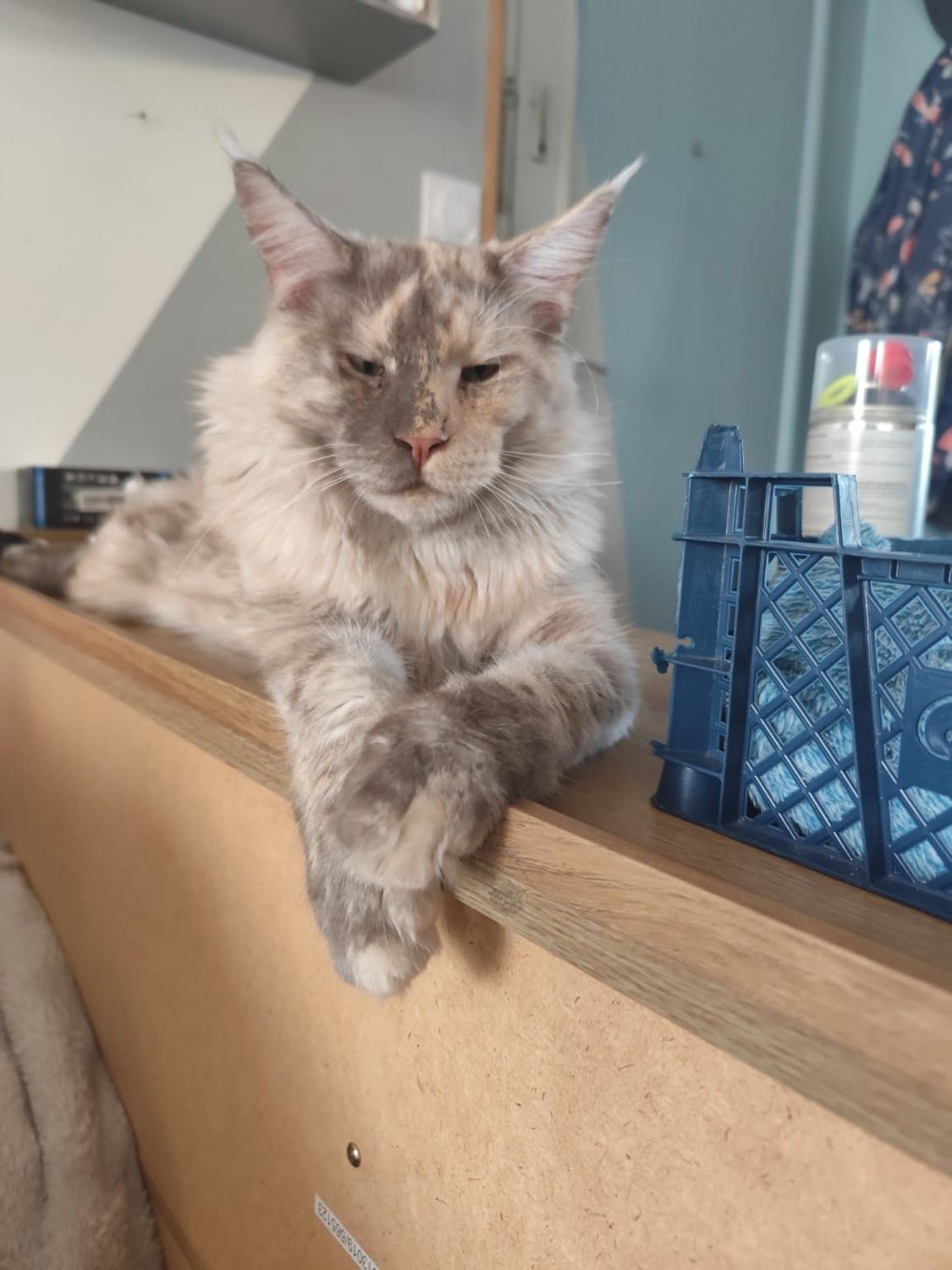 Zazou Maine Coon