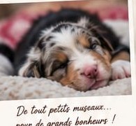 Chiot Berger Australien nouveau-né de la portée du 22 novembre 2025