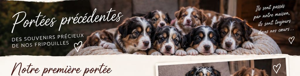Première portée de huit chiots Bergers Australiens née le 22 novembre 2025