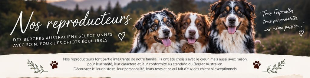 U’Scooby, Vera et Alix, Bergers Australiens des Compagnons du Bonheur 64