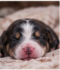 Chiot Berger Australien nouveau-né élevé à la maison