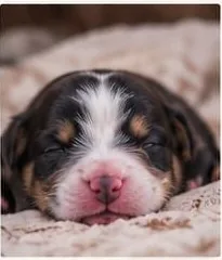 Naissance d’un chiot Berger Australien à la maison
