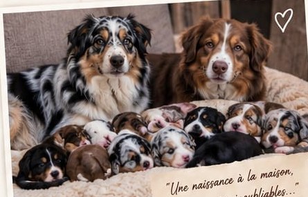 Vera, U’Scooby et leur première portée de huit chiots née le 22 novembre 2025